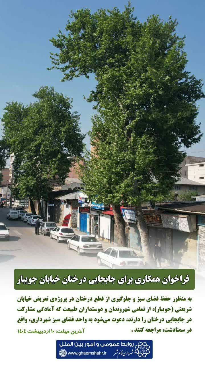 فراخوان همکاری برای جابجایی درختان خیابان جویبار